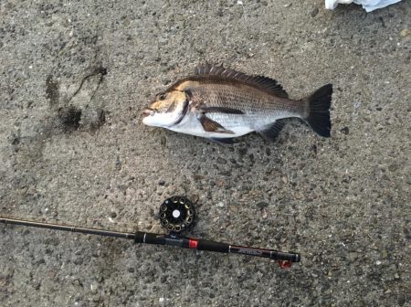 落とし込みでチヌ！まだ釣れる！！